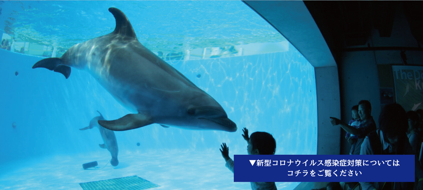 九十九島水族館海きらら