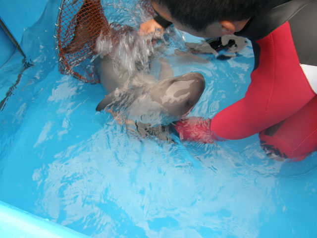 スナメリの赤ちゃんを保護 12日間の飼育記録 九十九島水族館海きらら