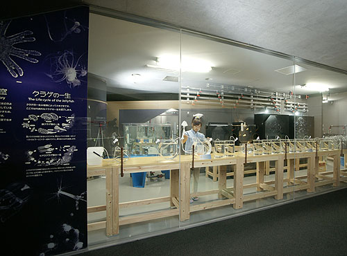 해파리 심포니 돔・해파리 연구실
